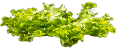 Burger tomato